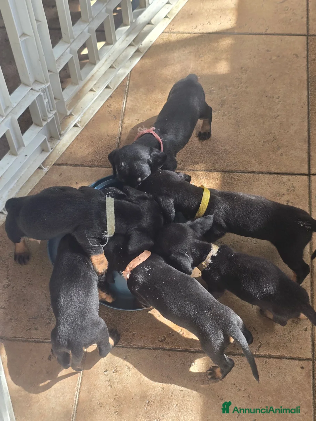 Bassotto Nano cani in vendita: Allevamento del gargano CALVINC a Provincia di Foggia - Annuncio 2