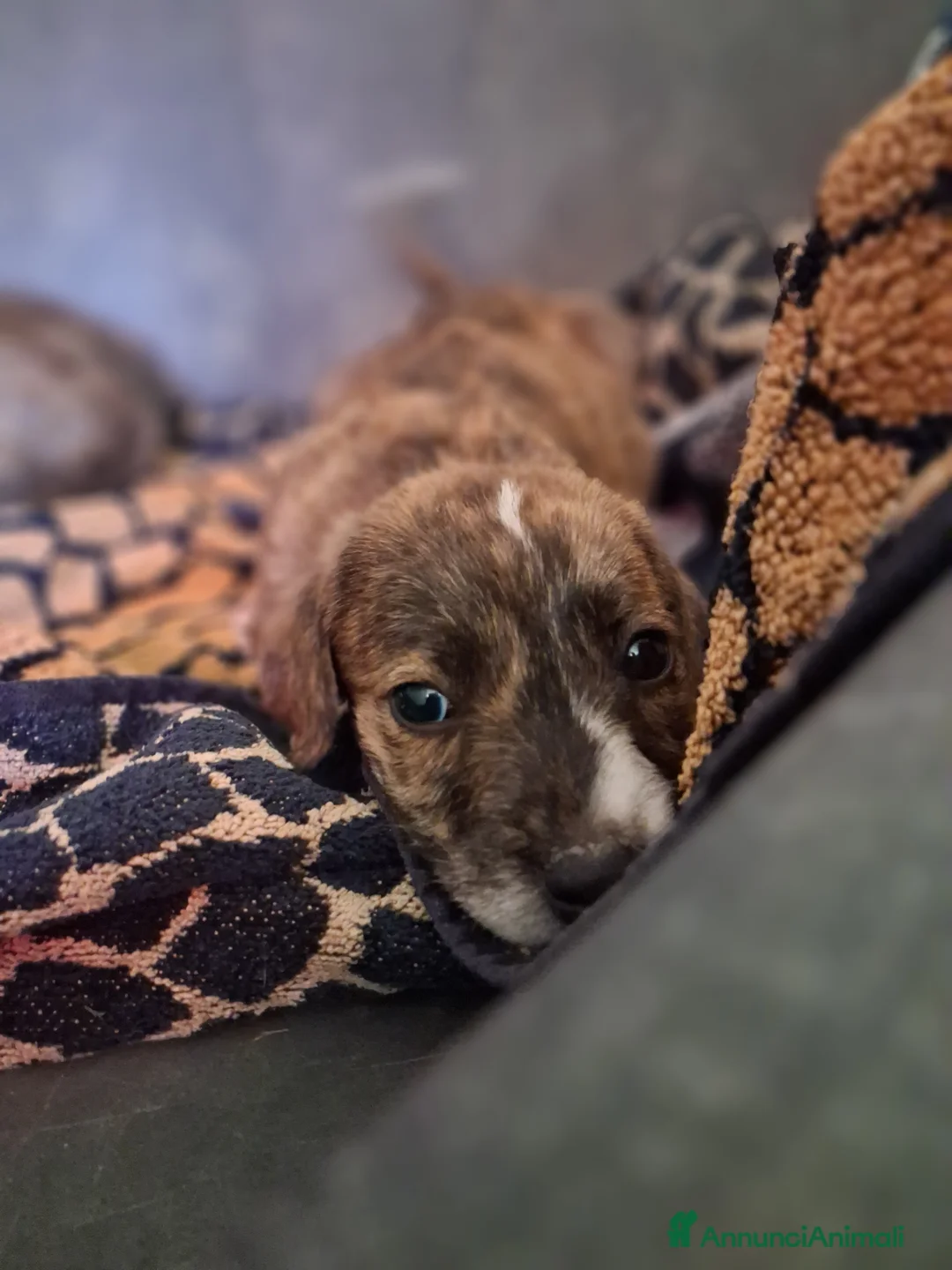 Meticcio cani in regalo: Cuccioli di meticcio - Annuncio 2