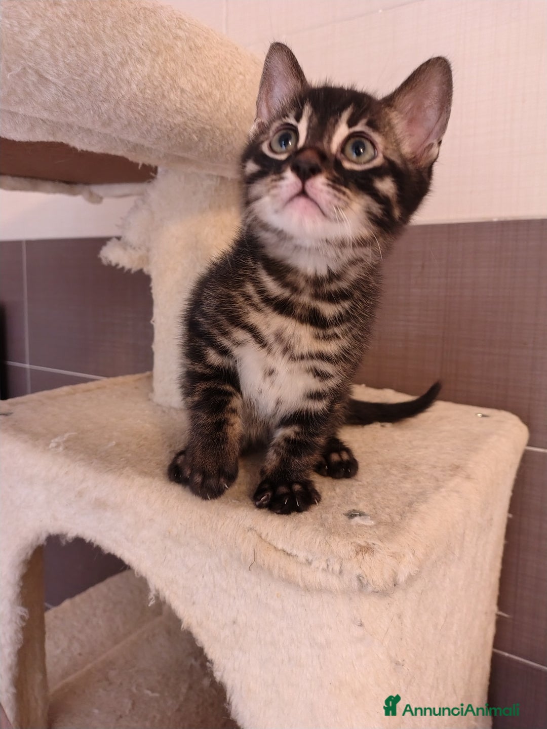 Bengala gatti in vendita: Piccoli bengala - Annuncio 3