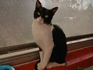 Europeo gatti Zorro dolcissimo micio bianco e nero a Milano a Città metropolitana di Milano - Annuncio 22