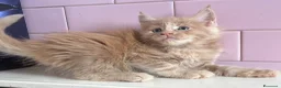 Maine Coon gatti in vendita: Maine Coon cuccioli a Provincia di Ferrara - Annuncio 10