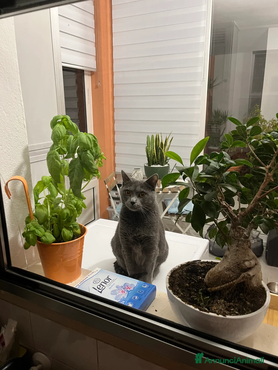 Certosino gatti in regalo: Affido gatto certosino  - Annuncio 1