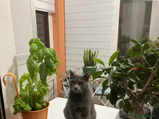 Certosino gatti Affido gatto certosino - Annuncio 34