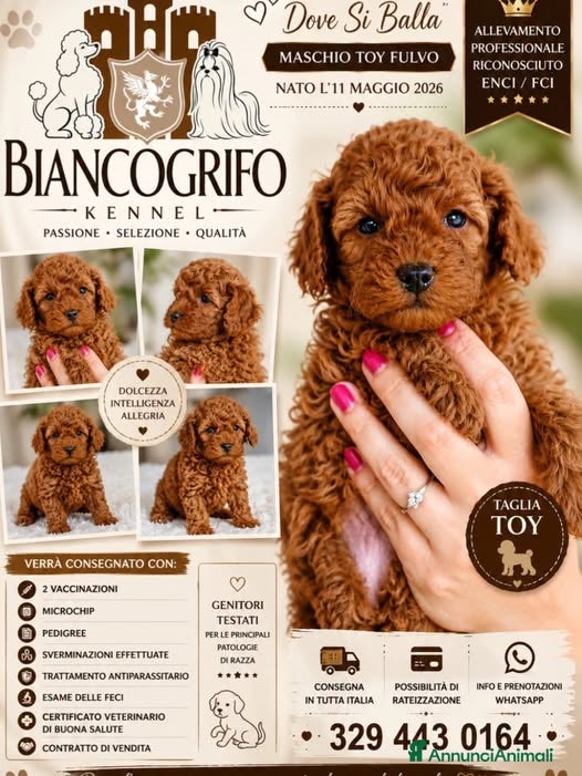 Barboncino Toy cani Barboncino Toy Fulvo - Annuncio 1