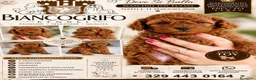 Barboncino Toy cani in vendita: Barboncino Toy Fulvo - Annuncio 1