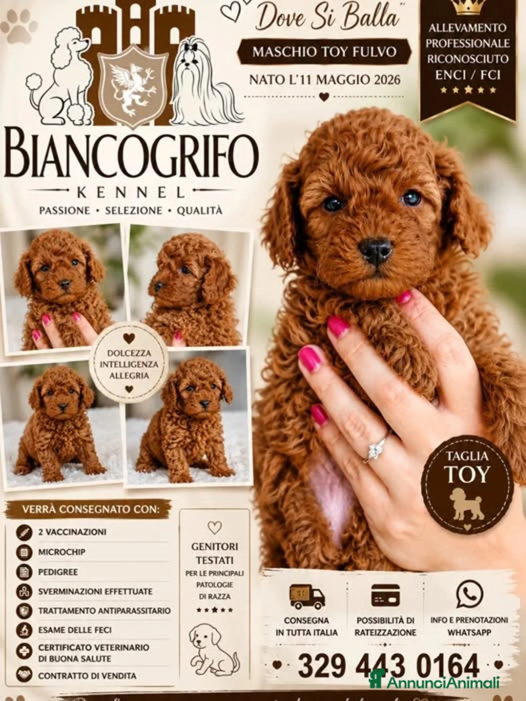 Barboncino Toy cani in vendita: Barboncino Toy Fulvo - Annuncio 1