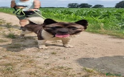 Akita Americano cani in regalo: MOON 🩷 - Akita ha bisogno di una casa fresca 😥 a Provincia di Pavia - Immagine 4