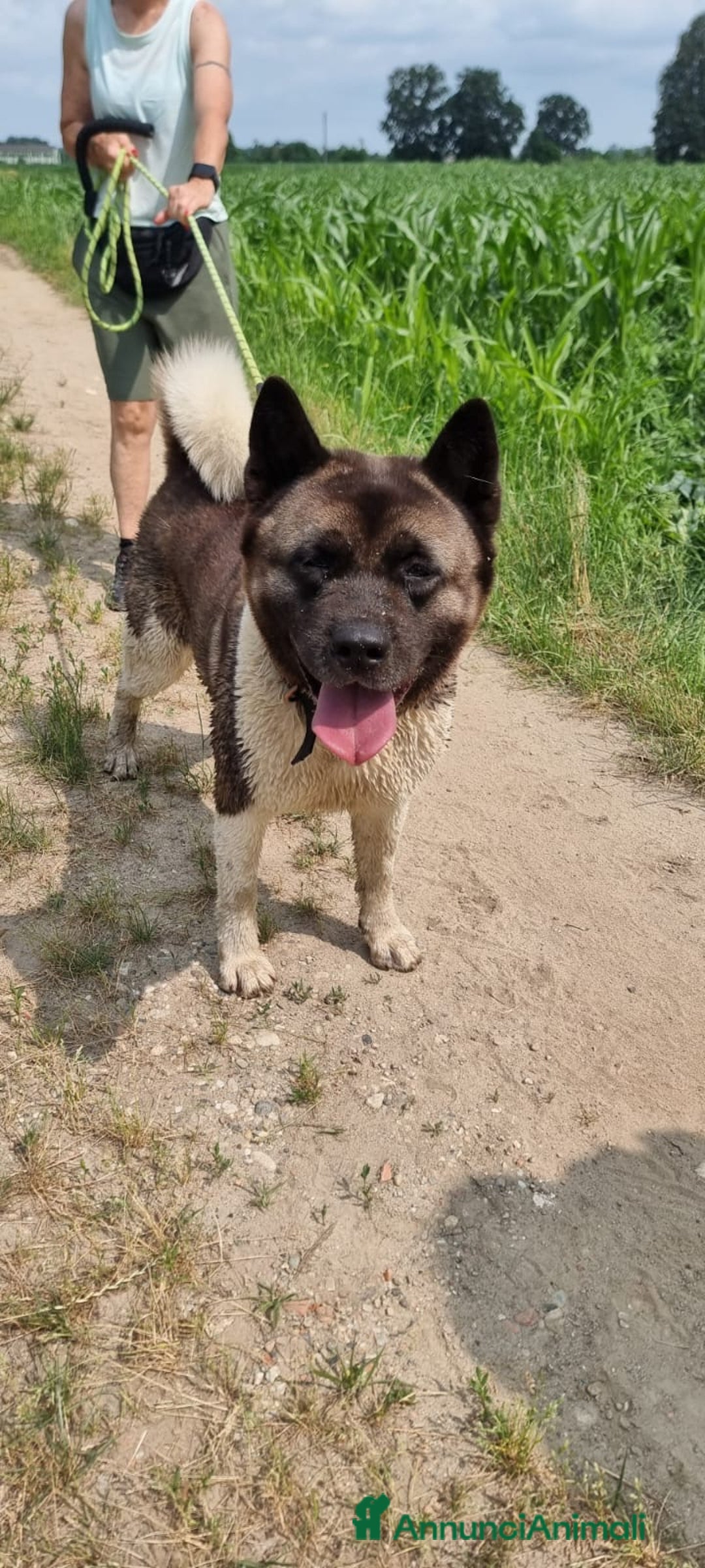 Akita Americano cani in regalo: MOON 🩷 - Akita ha bisogno di una casa fresca 😥 a Provincia di Pavia - Immagine 4