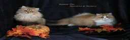 British gatti in vendita: Bamar Poe cattery  - Annuncio 9