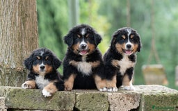 Bovaro del Bernese cani in vendita: Bernerdok's Aunts Cuccioli Y a Città Metropolitana di Torino - Immagine 14