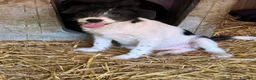 Meticcio cani in regalo: TALIA, cucciola spaventata cerca amore. TG PICCOLA - Annuncio 3