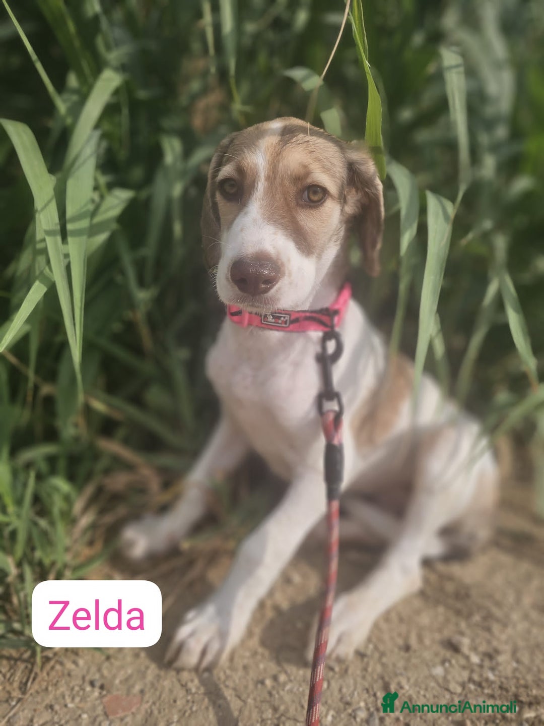 Altre razze cani in regalo: ZEUS E ZELDA - Immagine 5