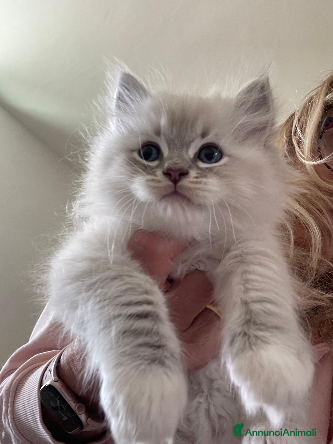 Ragdoll gatti in vendita: Cucciolata blu mitted/tabby - Annuncio 1
