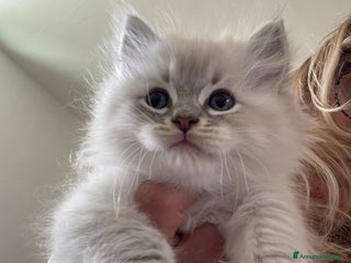 Ragdoll gatti Cucciolata blu mitted/tabby - Annuncio 4
