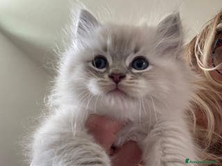Ragdoll gatti Cucciolata blu mitted/tabby - Annuncio 5