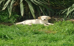 Golden Retriever cani in vendita: Cuccioli di Golden Retriever a Province of Terni - Immagine 5