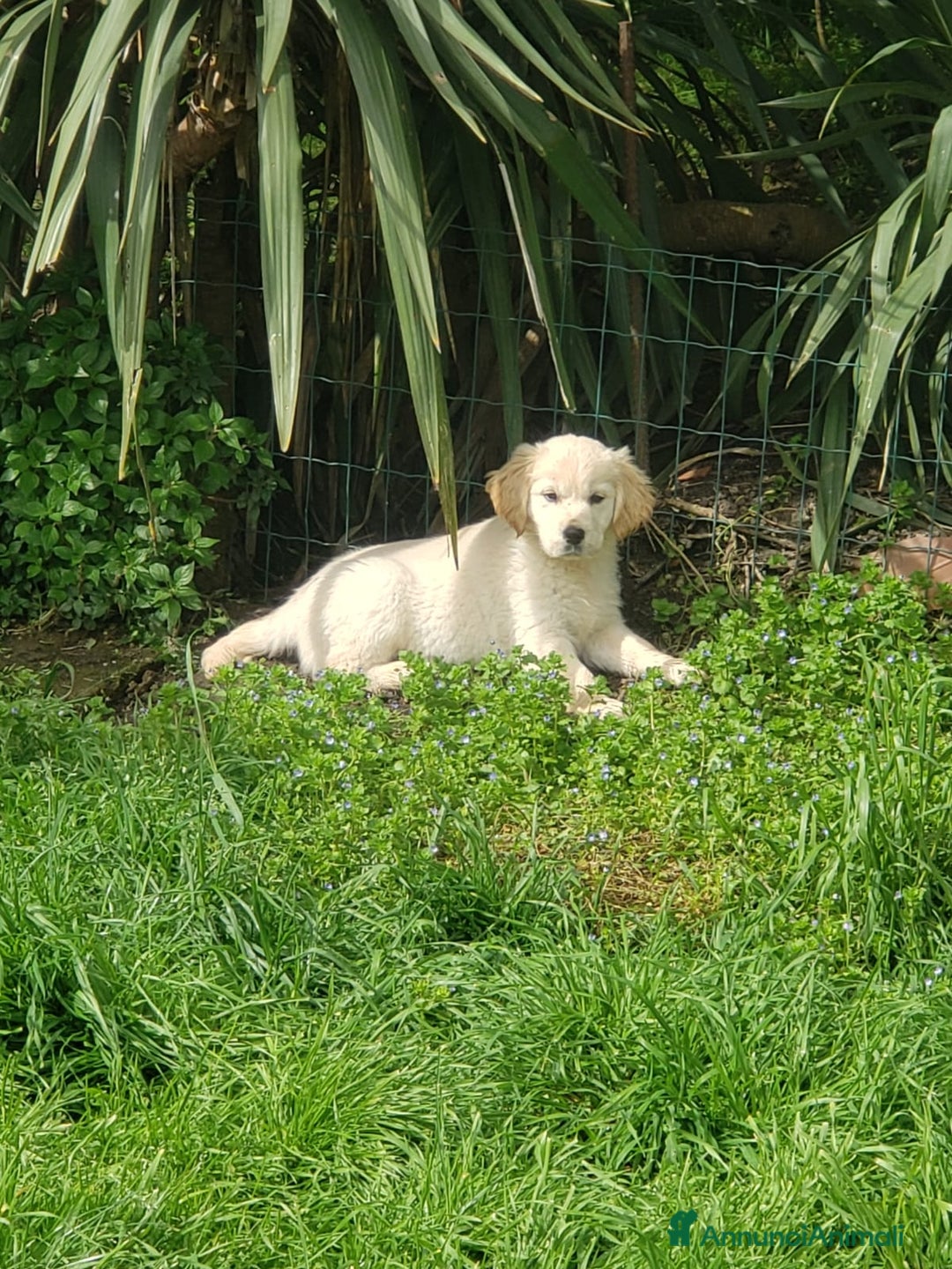 Golden Retriever cani in vendita: Cuccioli di Golden Retriever a Province of Terni - Immagine 5