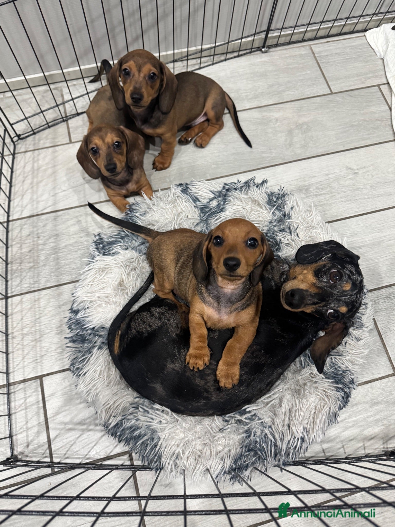 Bassotto cani Cuccioli bassotti tedesco  - Annuncio 2