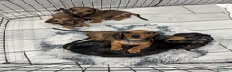 Bassotto cani in vendita: Cuccioli bassotti tedesco  - Annuncio 1