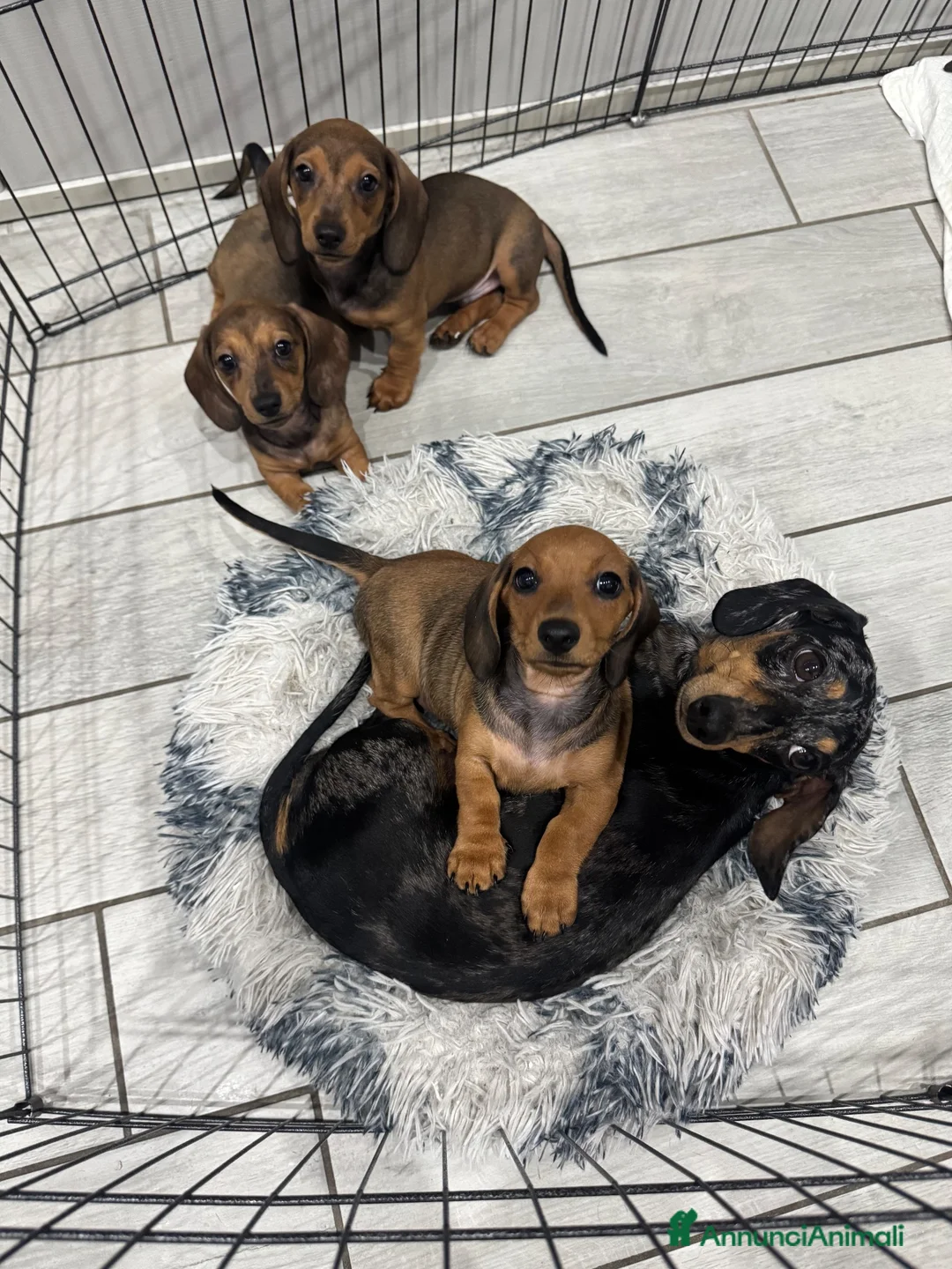Bassotto cani in vendita: Cuccioli bassotti tedesco  - Annuncio 1