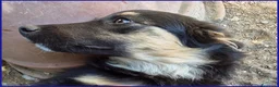 Meticcio cani in regalo: SEMOLINO CUCCIOLOTTO 6 MESI MIX BORDER - Annuncio 13