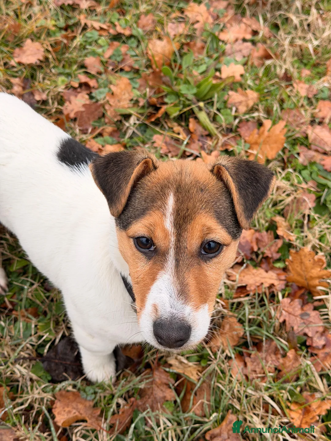 Jack Russell cani in vendita: Cucciola di jack russell terrier  - Annuncio 2