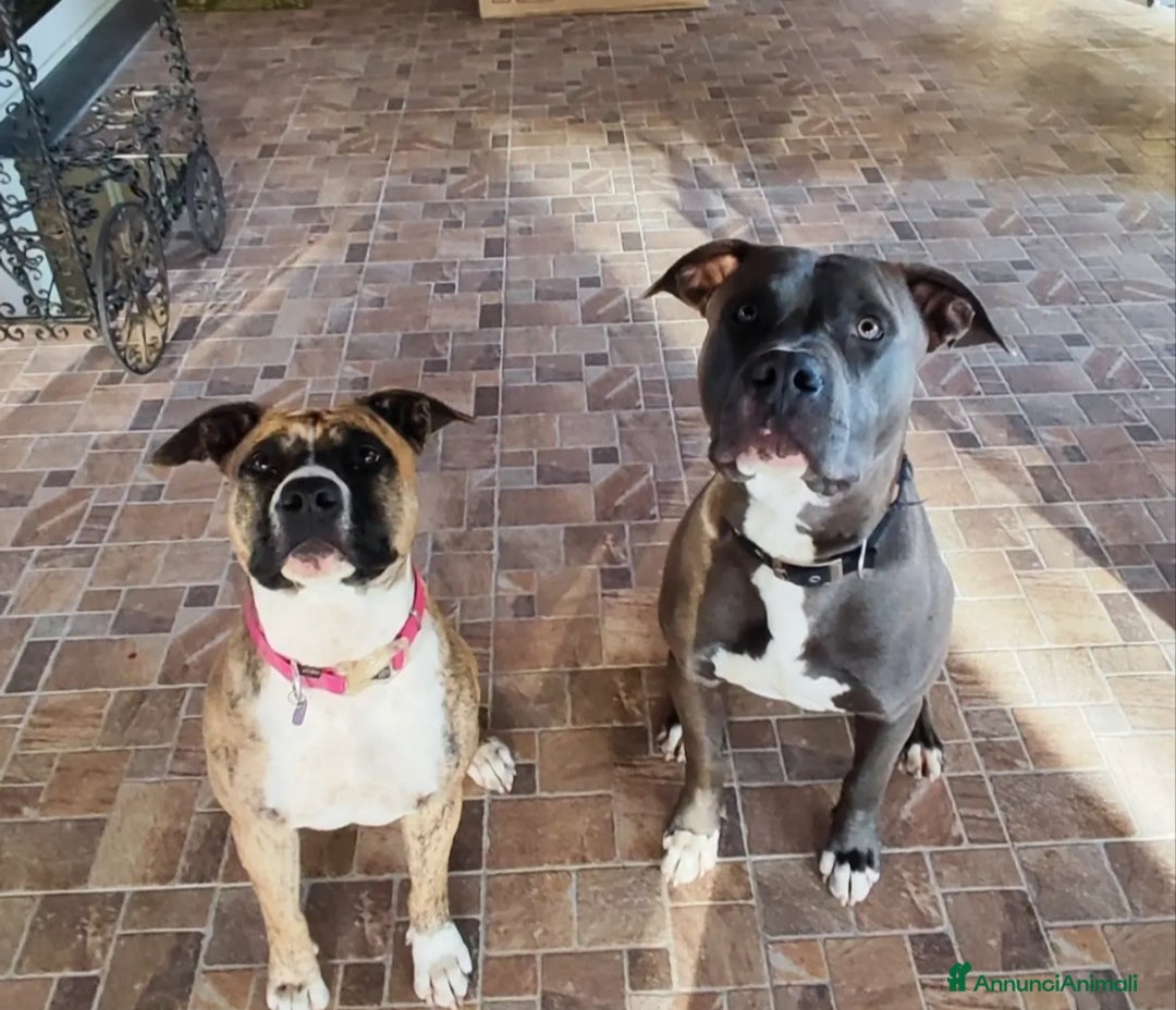 American Staffordshire cani Splendidi maschi Amstaff  - Annuncio 23