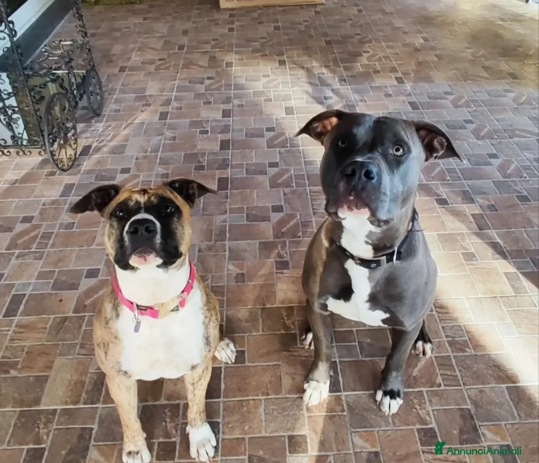 American Staffordshire cani in vendita: Splendidi maschi Amstaff  - Annuncio 1