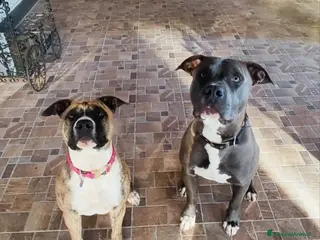 American Staffordshire cani Splendidi maschi Amstaff - Annuncio 23