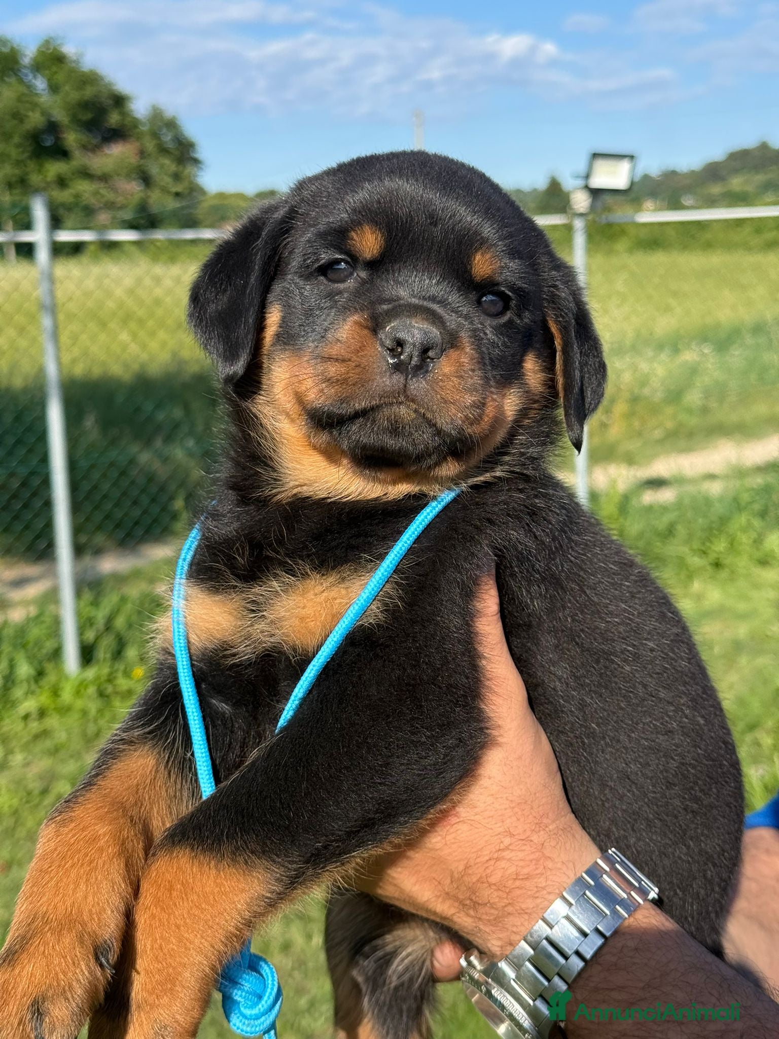 Rottweiler cani in vendita: Cucciolo rottweiler con pedigree  - Annuncio 7