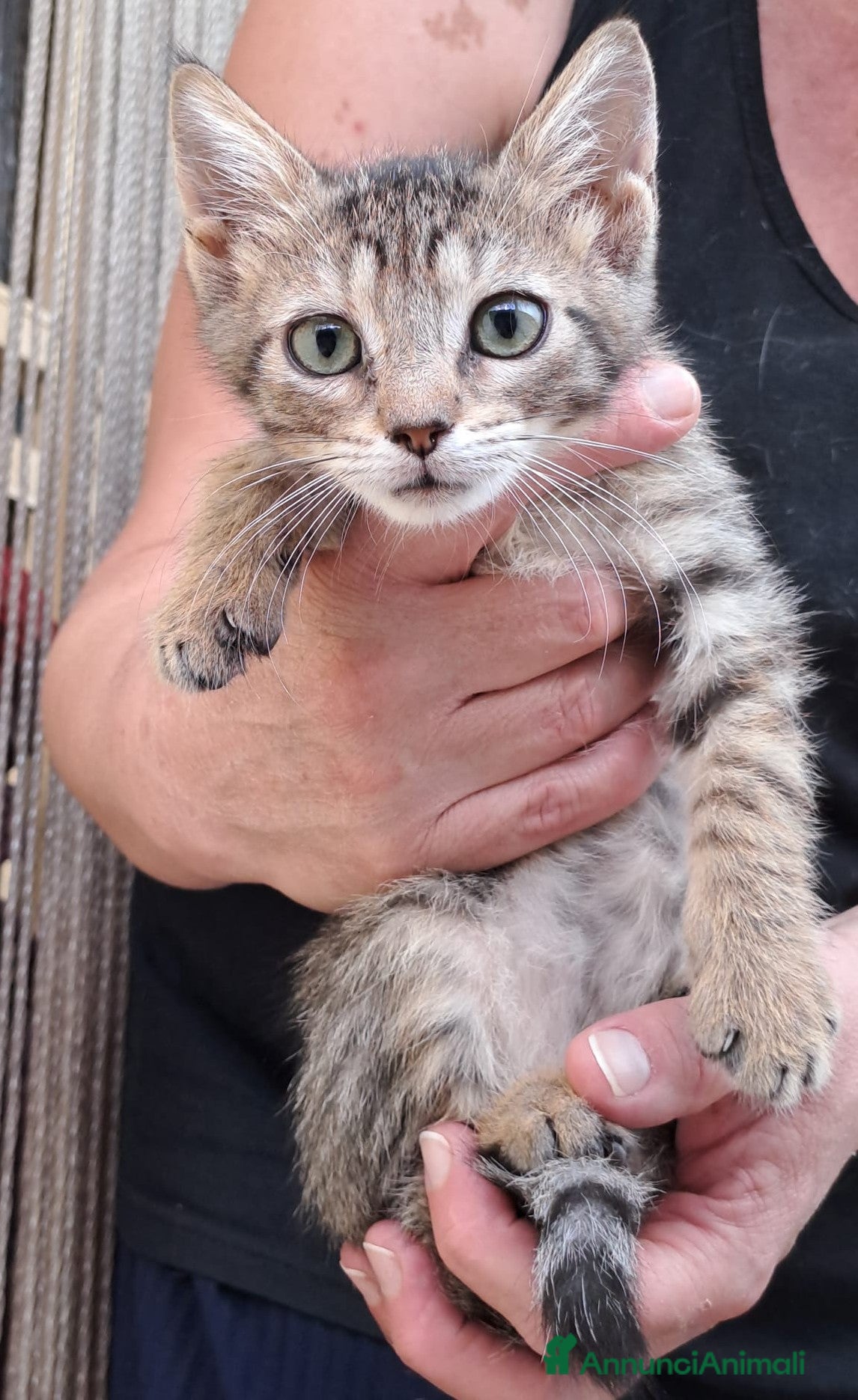 Meticcio gatti NEMO ASPETTA TE - Annuncio 20