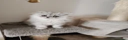 Persiano gatti in vendita: Cucciola persiana  - Annuncio 3