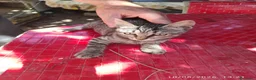 Meticcio gatti in regalo: Gattini fratellini in cerca di casa - Annuncio 3