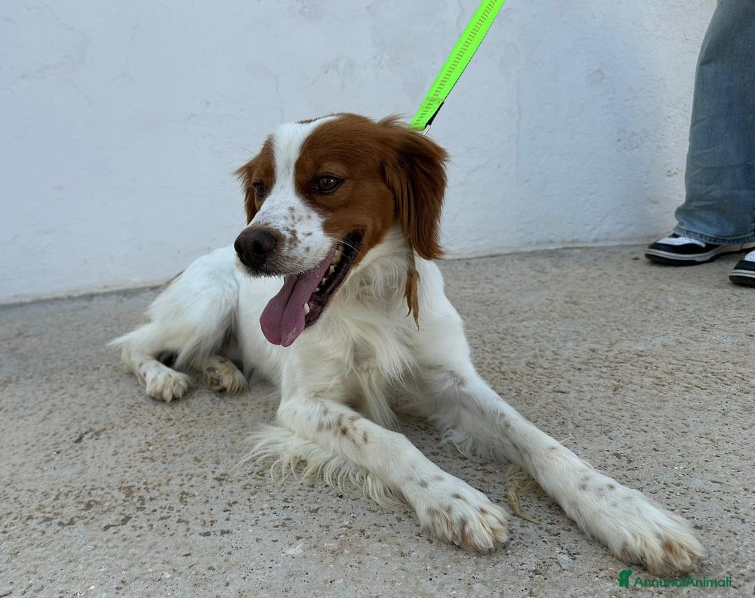 Breton cani in regalo: Regalo breton - Annuncio 2