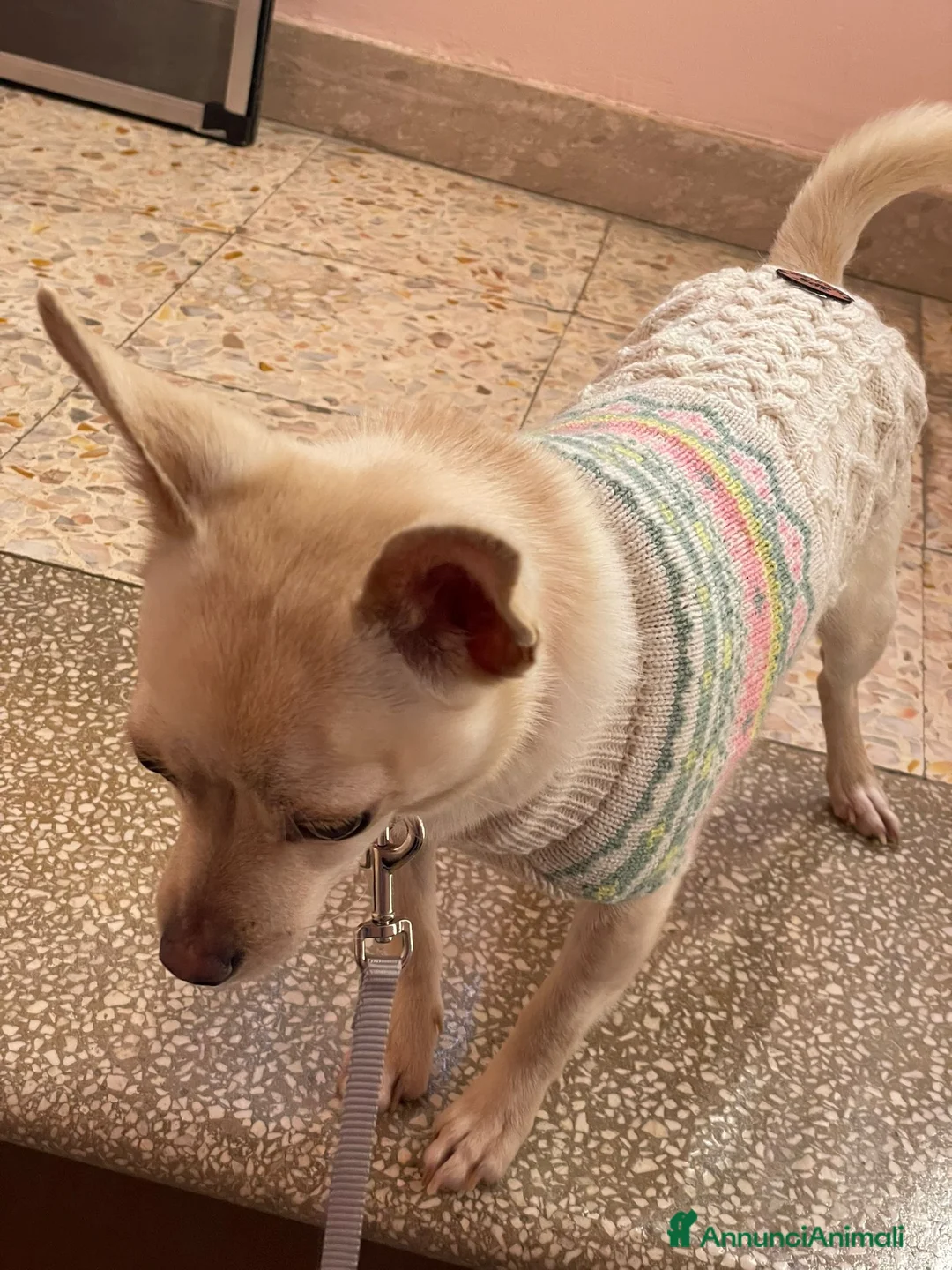 Chihuahua cani in regalo: LA PICCOLA DEA a Città metropolitana di Roma Capitale - Annuncio 2