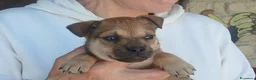 Meticcio cani in regalo: ZORRO HA BISOGNO DI UNA CASA PER LA VITA - Annuncio 1