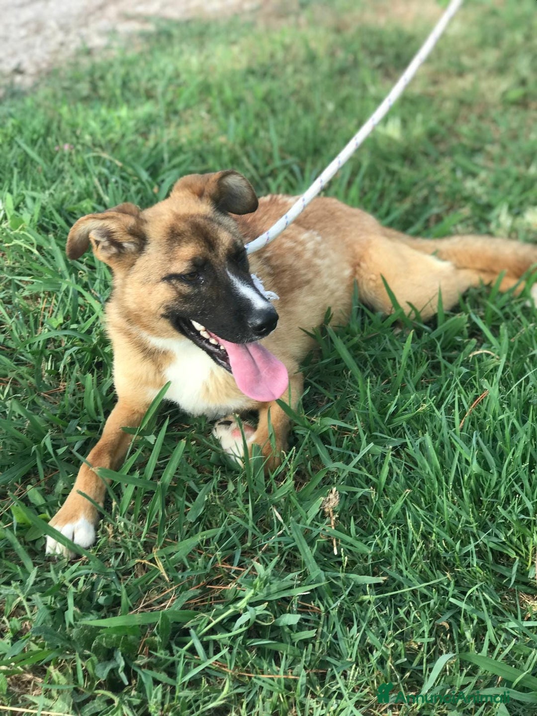 Meticcio cani in regalo: VULCANO mini pastorello non può crescere in canile a Provincia di Latina - Annuncio 2