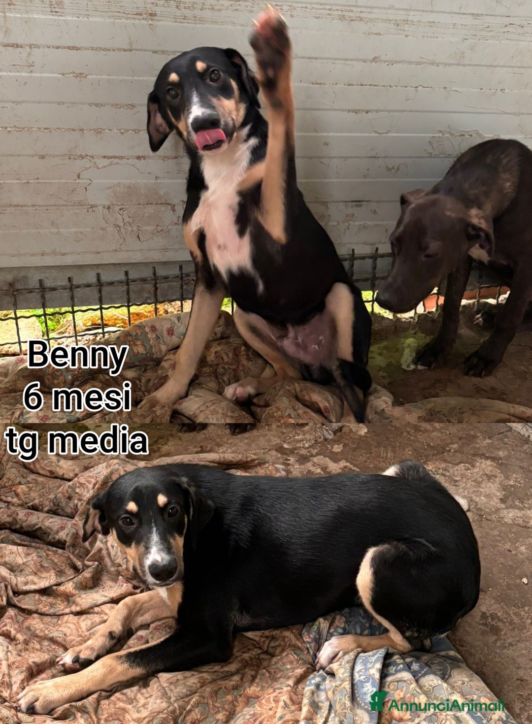 Meticcio cani in regalo: CUCCIOLI ABBANDONATI! EMERGENZA  - Annuncio 4