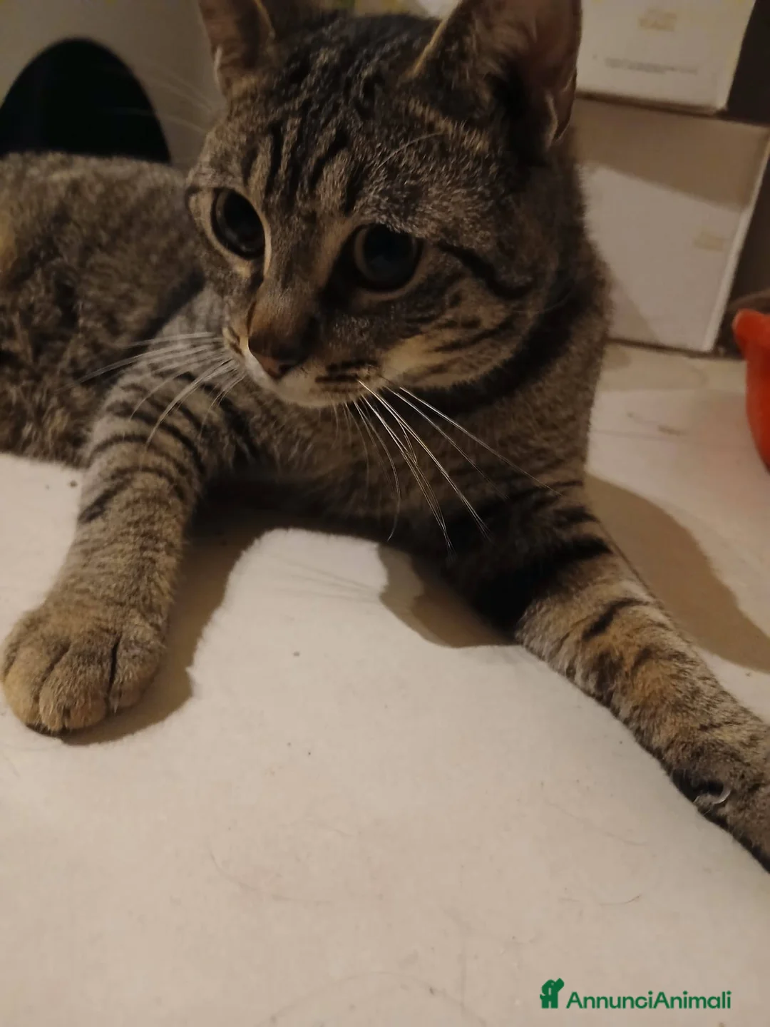 Meticcio gatti in regalo: Saisey micio coccolone - Annuncio 4