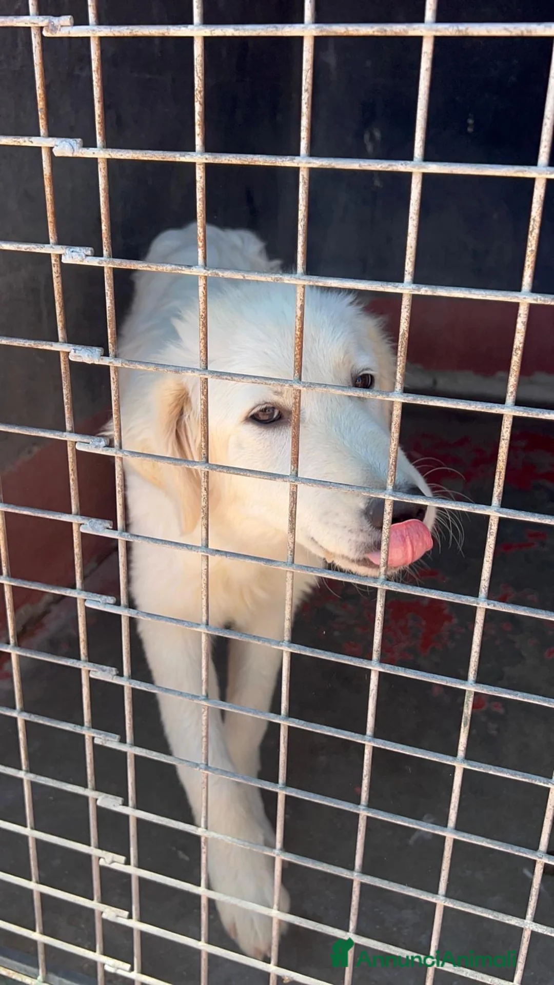 Meticcio cani in regalo: Luna dolcissima cucciolona simil golden retriever  - Annuncio 2