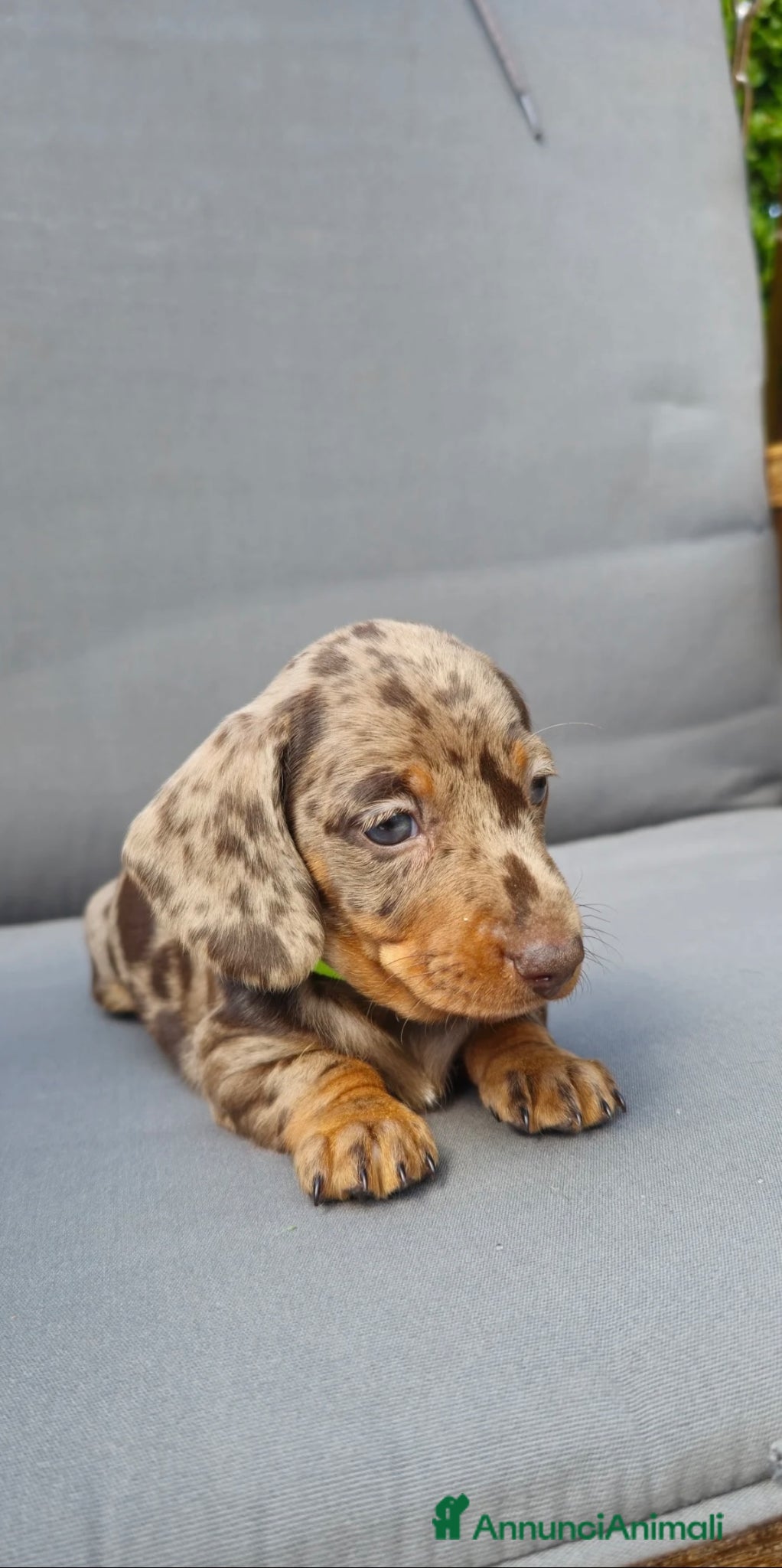 Bassotto cani Bassotto nano - Annuncio 4