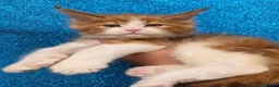 Maine Coon gatti in vendita: Cuccioli maine coon maschi - Annuncio 4
