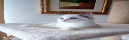 Ragdoll gatti in vendita: Stupendo cucciolo ragdoll con pedigree ministerial - Annuncio 2