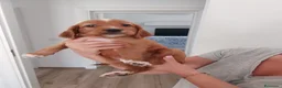 Meticcio cani in vendita: Cuccioli cani da caccia a Città Metropolitana di Bari - Annuncio 7
