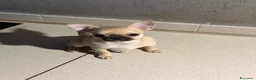 Chihuahua cani in vendita: Cucciola Chihuahua TOP Pedigree  - Annuncio 2