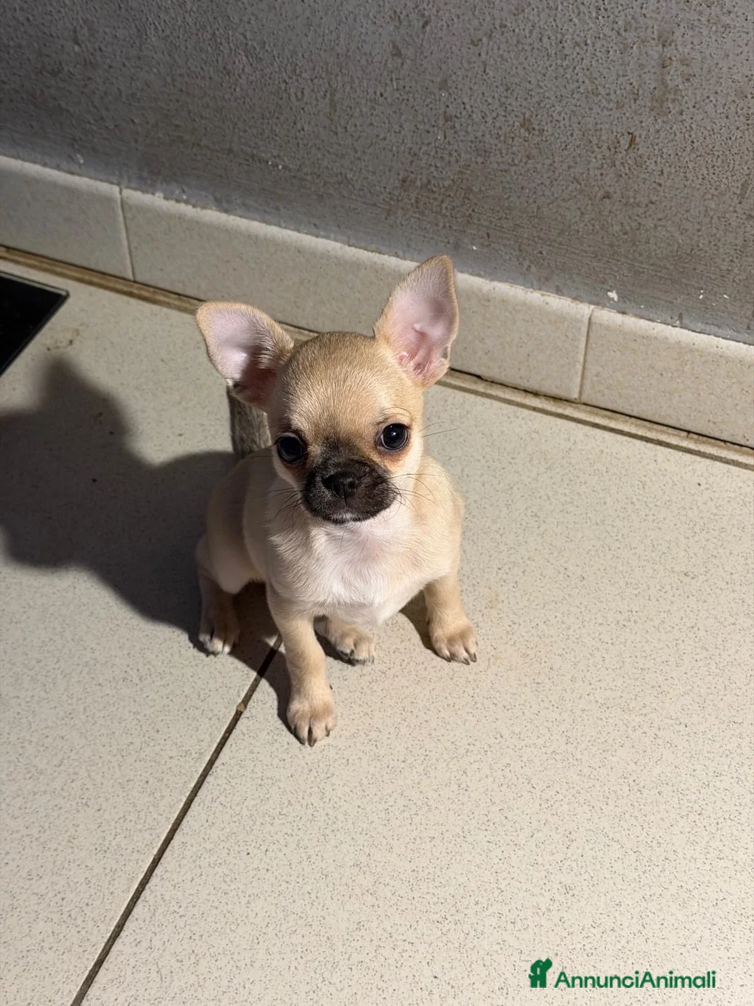 Chihuahua cani in vendita: Cucciola Chihuahua TOP Pedigree  - Annuncio 2