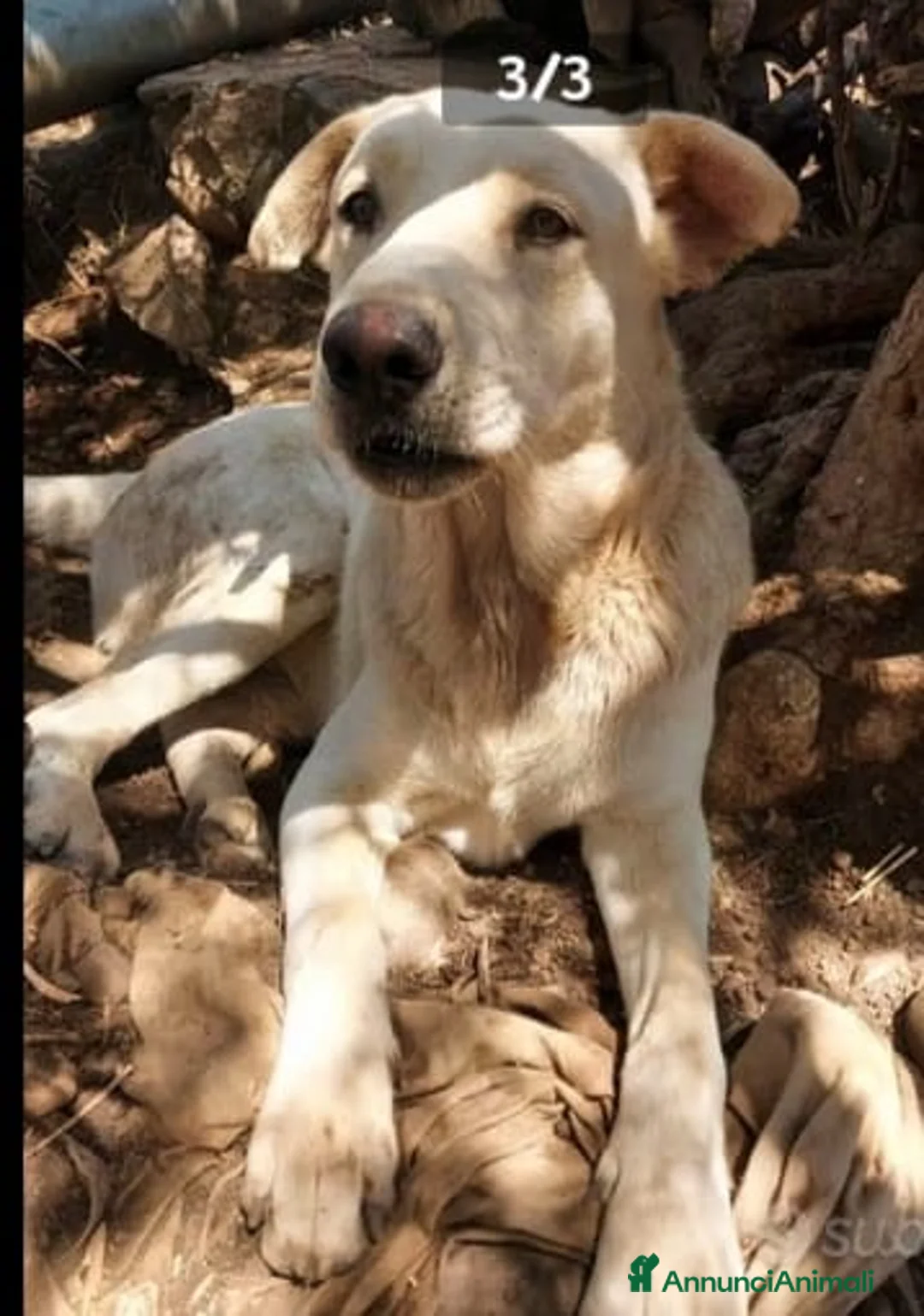 Meticcio cani in regalo: Germano mix Labrador 3anni aspetta ancora.SICILIA a Città metropolitana di Milano - Annuncio 2