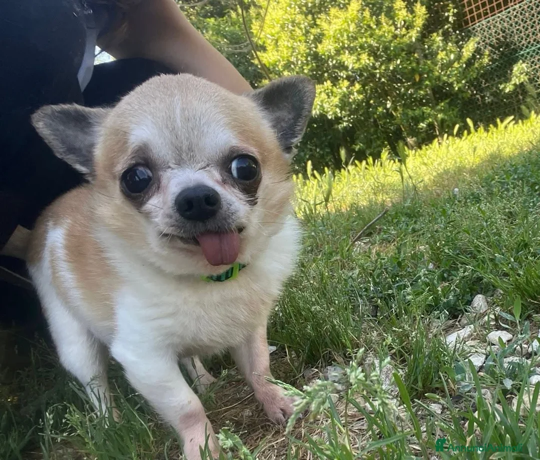 Maltese cani in regalo: ADOZ.DEL💔:hanno solo bisogno di pace e serenità! - Annuncio 2