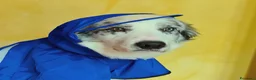 Border Collie cani per accoppiamento: Bellissimo Border con Pedigree per Accoppiamento a Provincia di Cremona - Annuncio 2