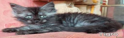 Maine Coon gatti in vendita: Cuccioli Maine Coon di tanti colori a Provincia di Alessandria - Annuncio 3